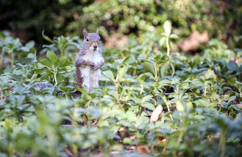 sneezy the penn state squirrel st patrick day