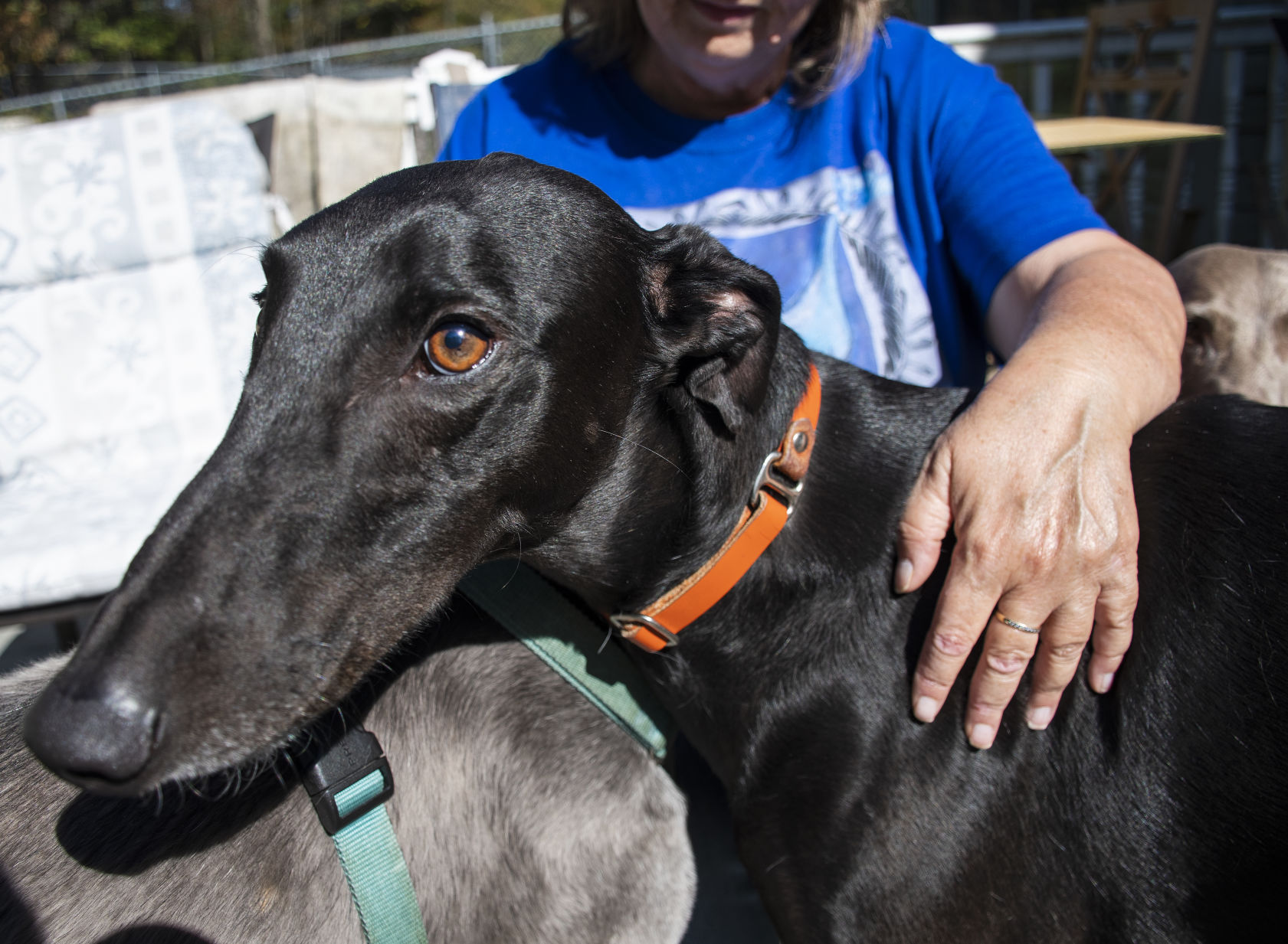 Greyhound clinic hot sale