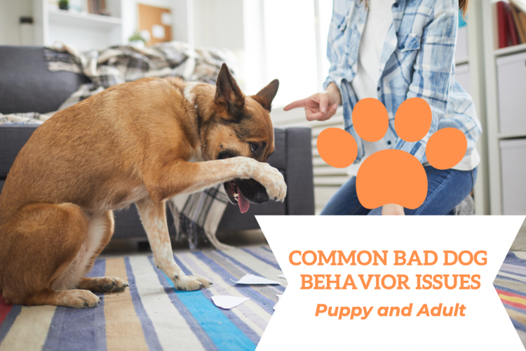 The most common dog behavior problems and solutions for when your