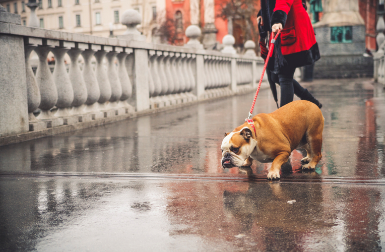 The most common dog behavior problems and solutions for when your pet