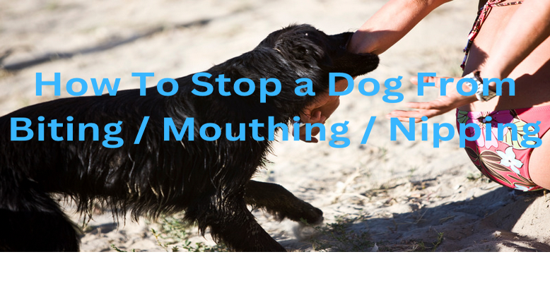 How to stop my deals dog from biting