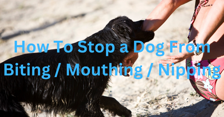 How to stop my best sale dog from biting