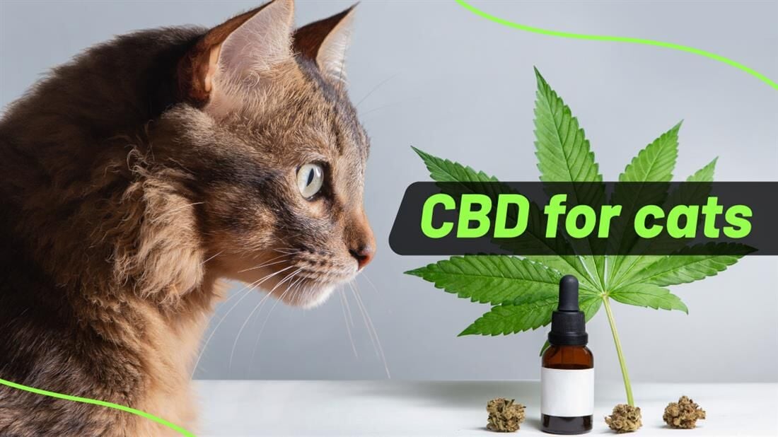 Top 9 CBD Products for Cats To Relieve Pain and Anxiety Best Daily psucollegian