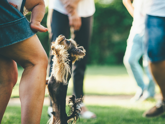 The most common dog behavior problems and solutions for when your pet