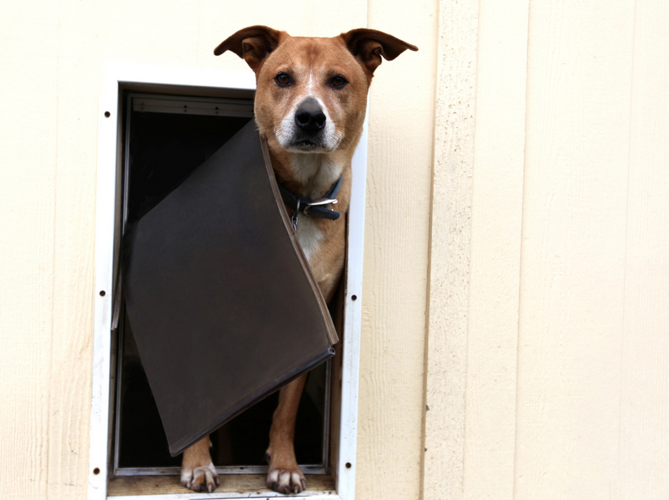 The most common dog behavior problems and solutions for when your pet