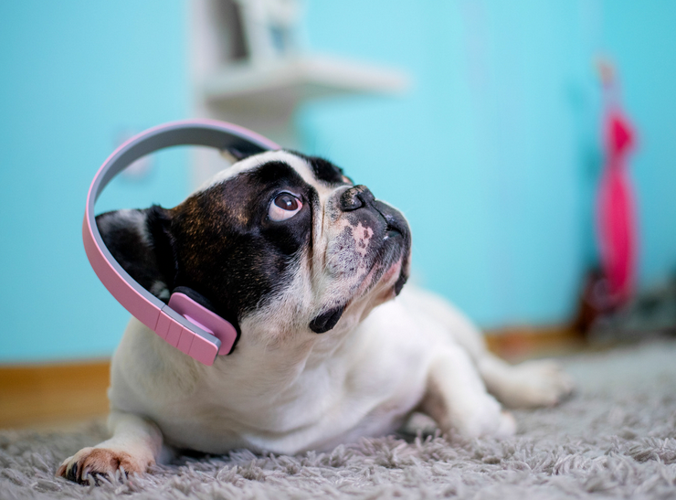 The most common dog behavior problems and solutions for when your pet