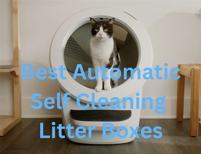 500 dollar cat litter outlet box
