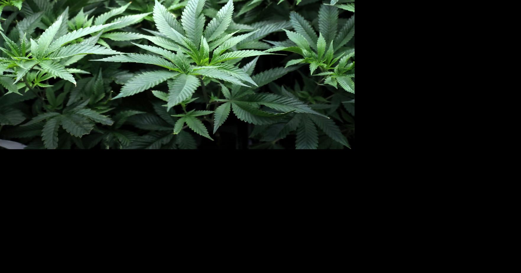 Column | Legalized synthetic cannabinoids are at the forefront of the new Drug War