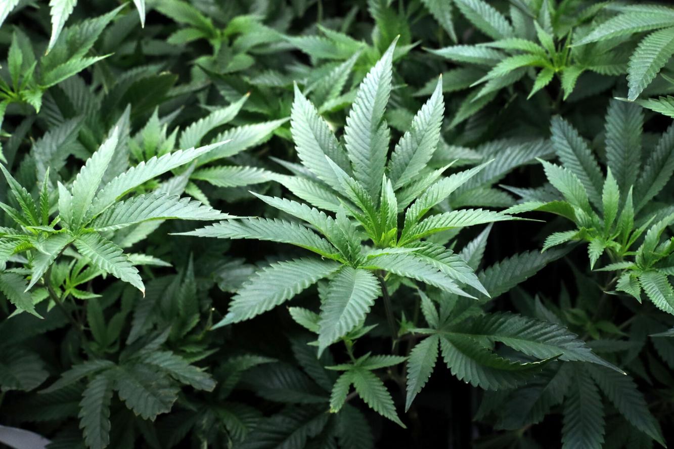Column | Legalized synthetic cannabinoids are at the forefront of the ...
