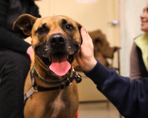 Centre County PAWS receives much of its support from volunteers within