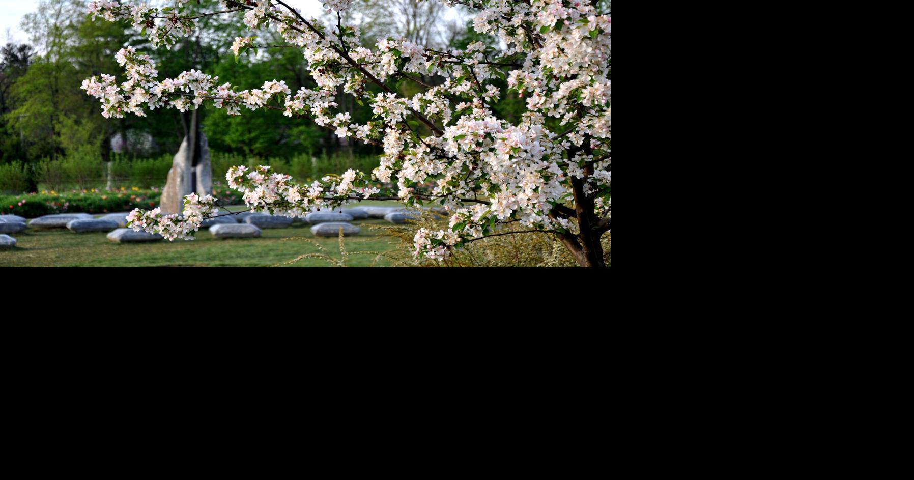 These are the best ways to experience Penn State’s spring plant life ...