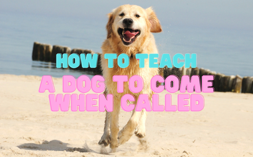 How to train your dog to come top