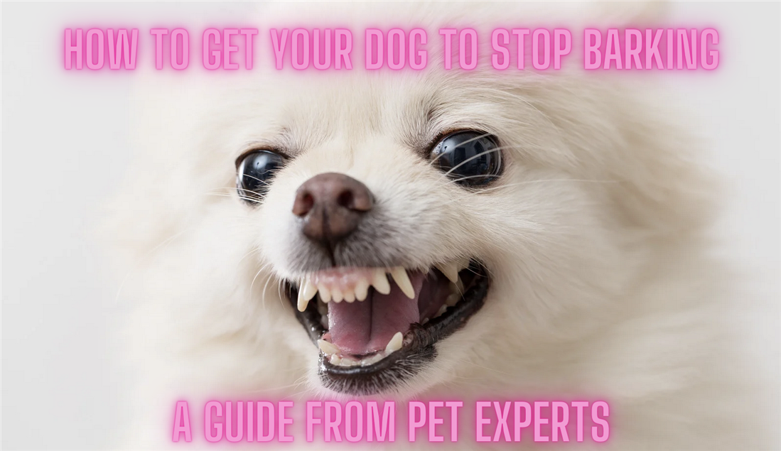 how to stop yappy dogs from barking