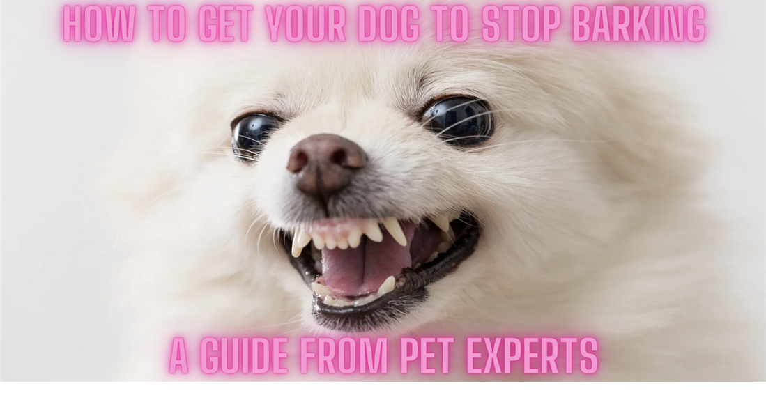 How to Get Your Dog To Stop Barking Student Reviews
