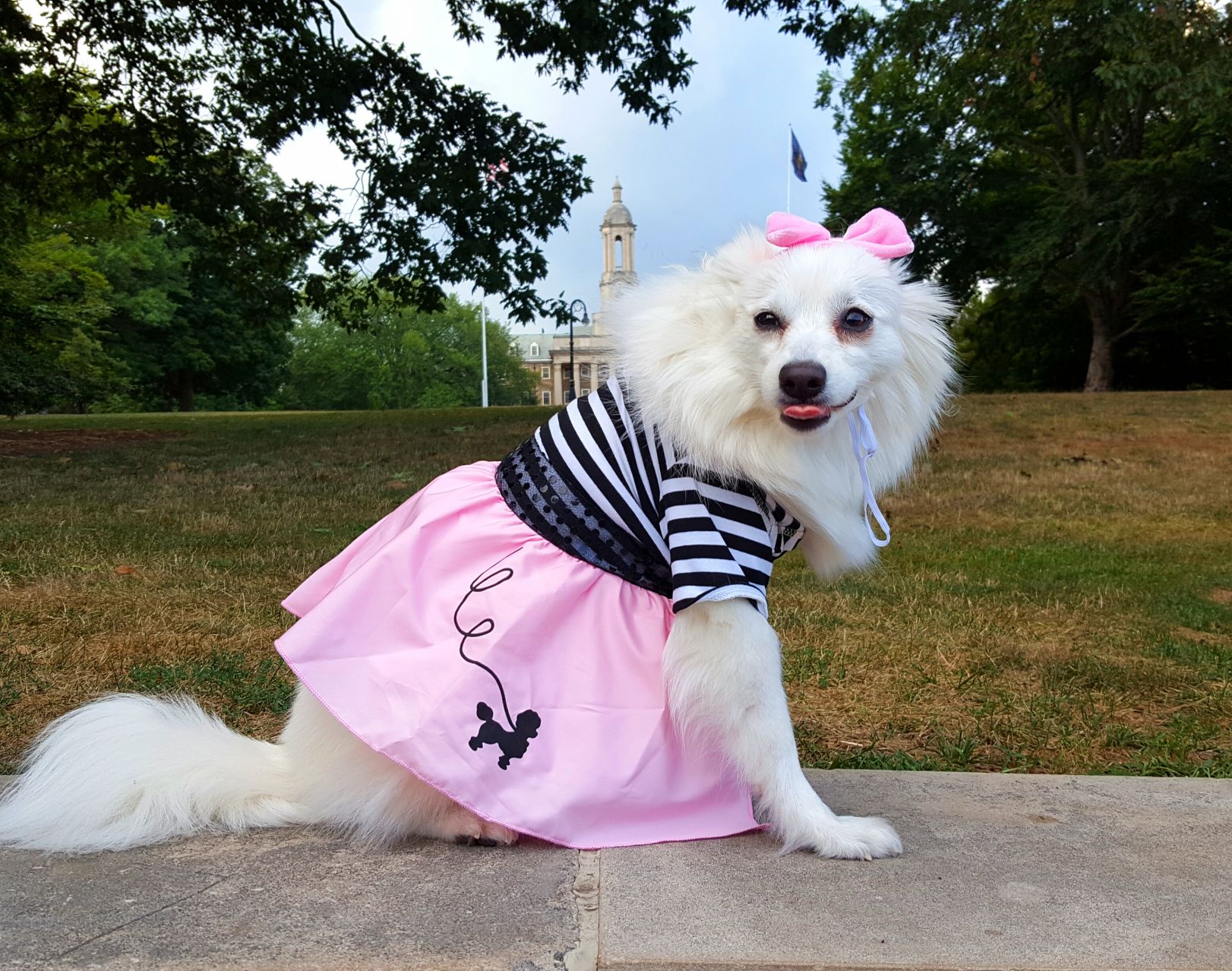 Poodle skirt costume for dogs best sale