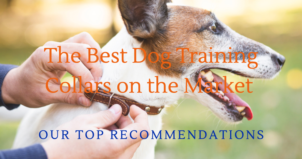 The Best Dog Training Collars on the Market Student Reviews