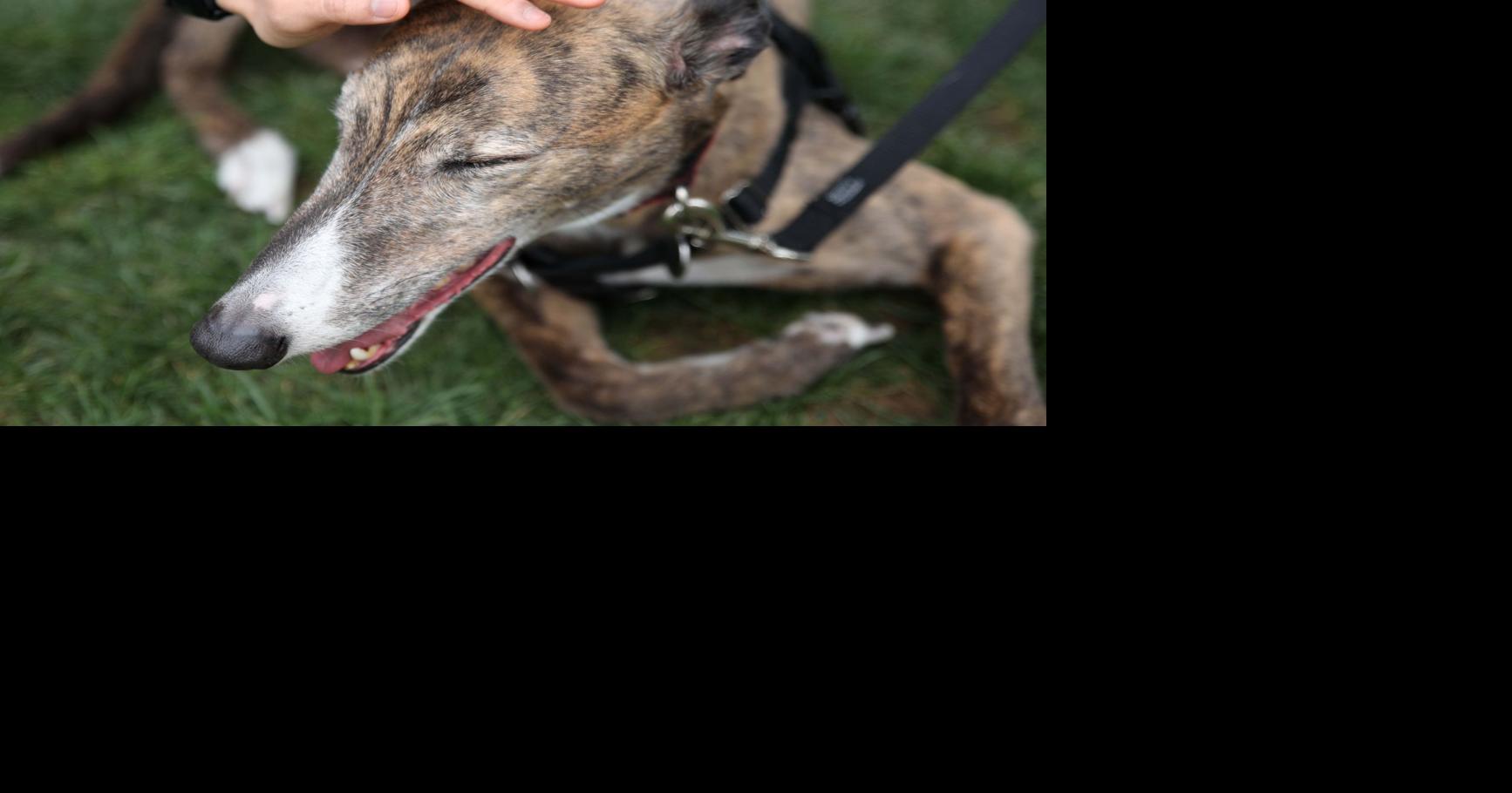 Wiscoy Pet Store gives dogs sweet treats at ice cream socials State