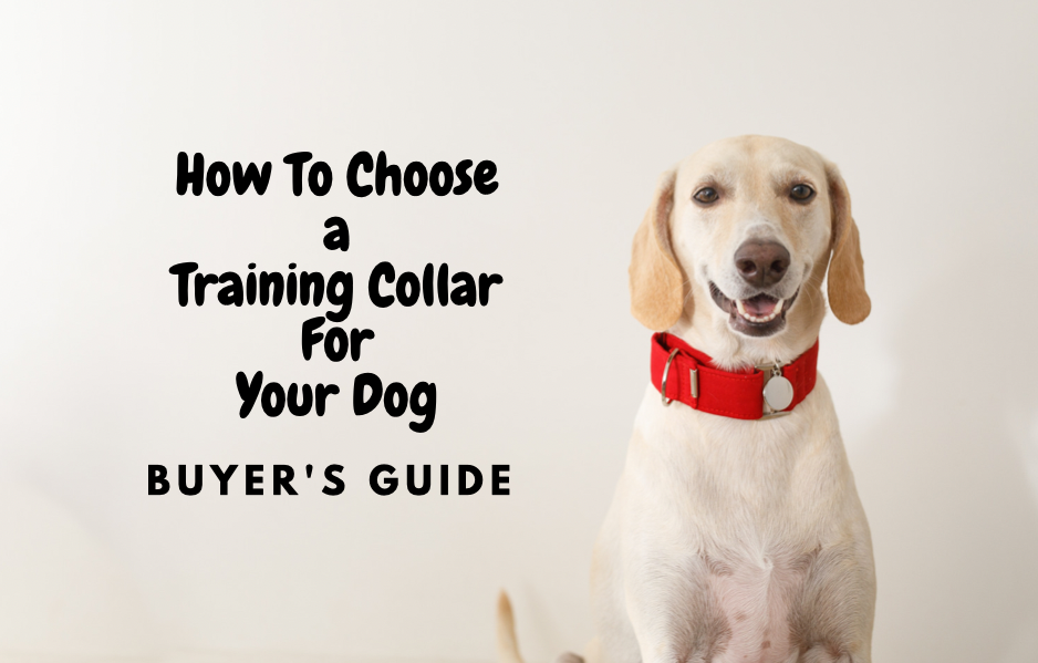 The Best Dog Training Collars On The Market | Student Reviews ...