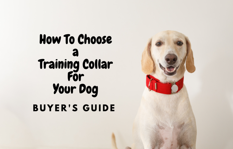 Top dog hot sale training collar