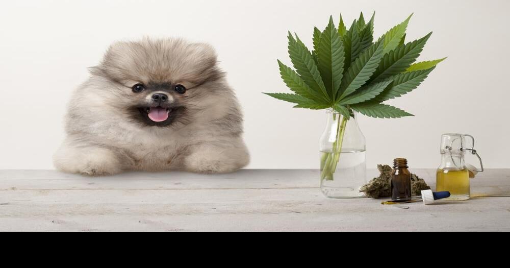 Best CBD Oil for Dogs of 2024: High-Quality Products for Pain Relief, Stress & More | Best Daily