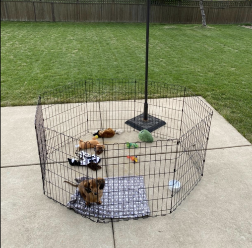 The Best Portable Dog Fence For Camping? Our 10 Favorite Temporary Dog