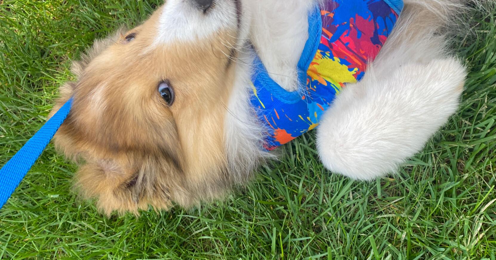 'Dogs are so joyful' | Penn State CAPS hosts spring semester 'Caring Canines' event | University Park Campus News - Vimarsana News
