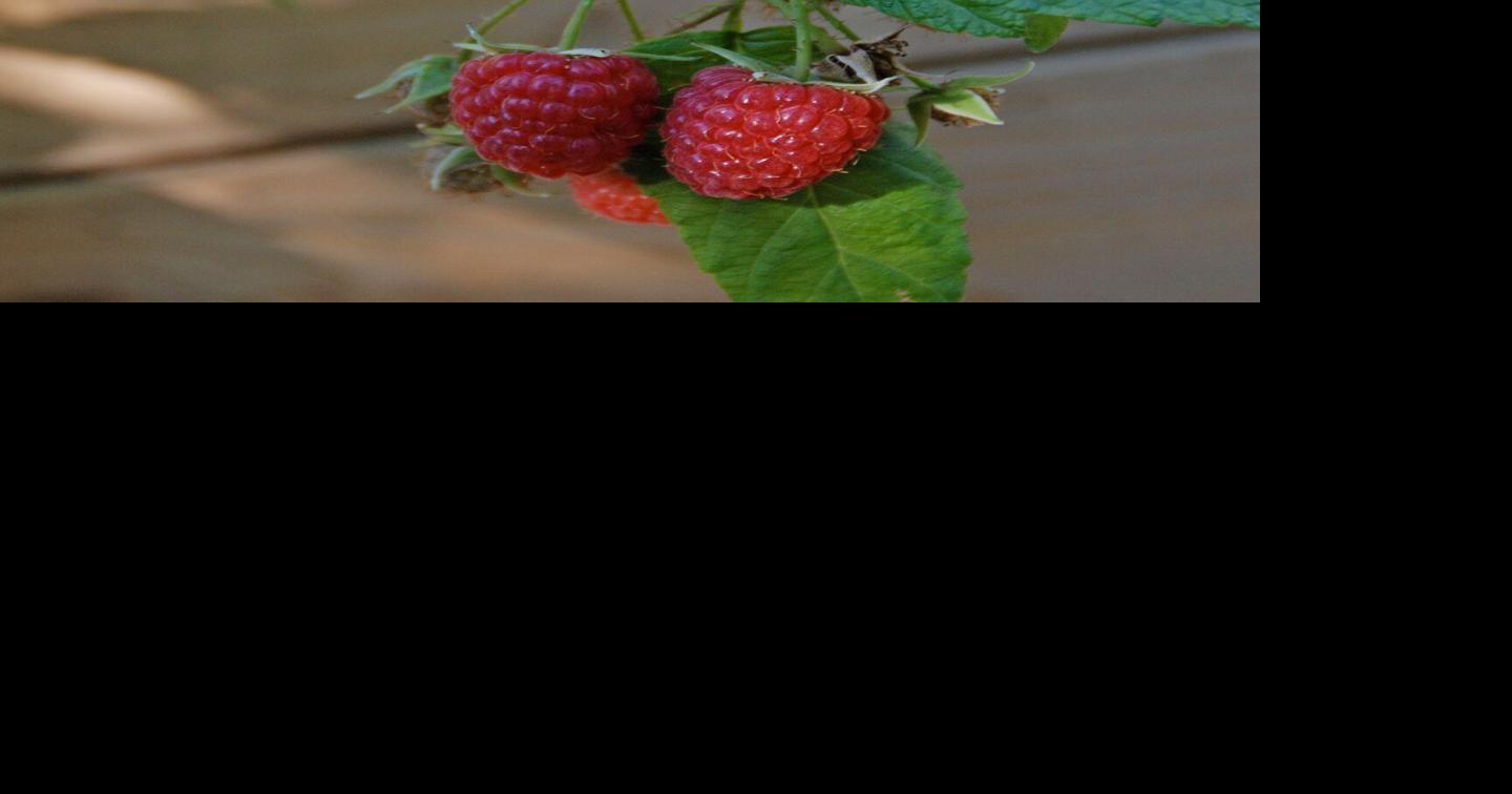 Summer harvest and care of raspberries | News | punxsutawneyspirit.com