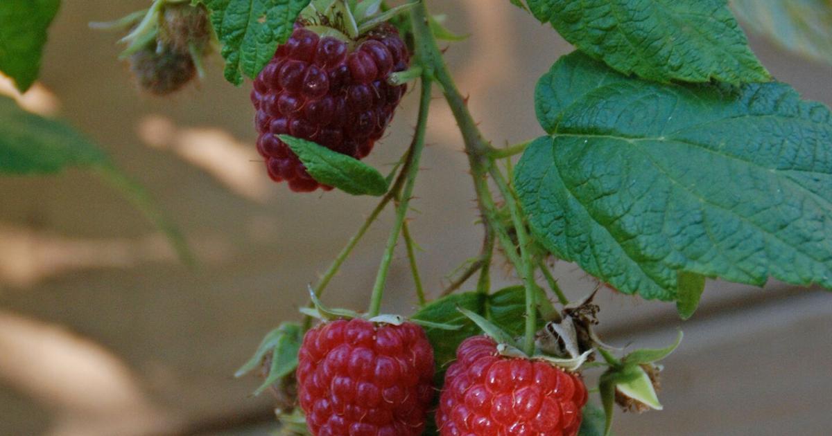 Summer Rasberry Summer harvest and care of raspberries | News | punxsutawneyspirit.com
