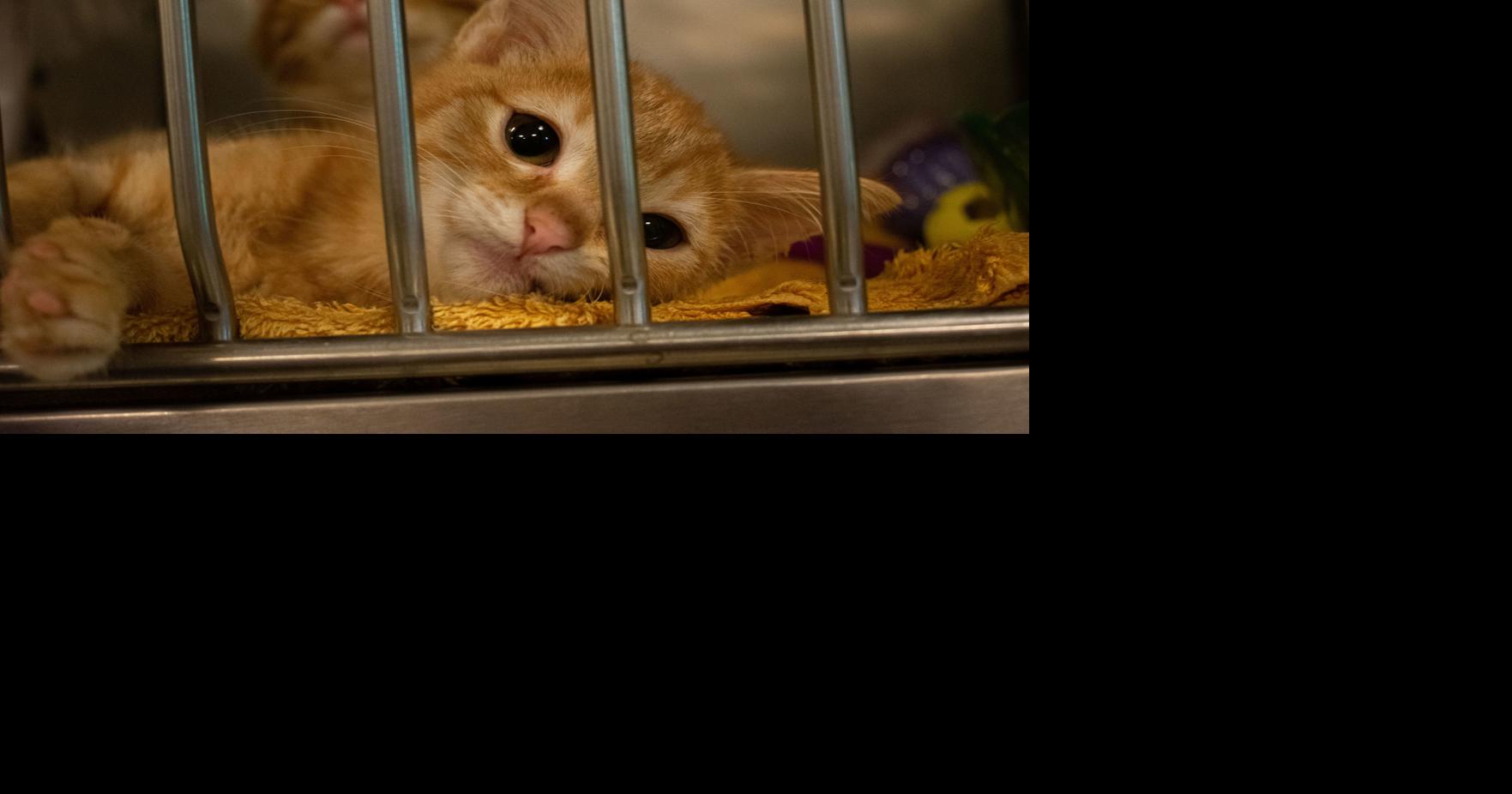 Purdue vet declaws cats under special circumstances, despite its own