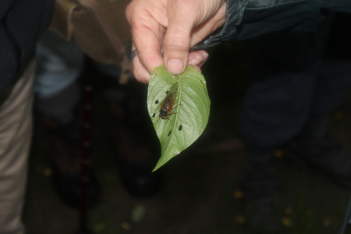 cicada close up 6/3/21
