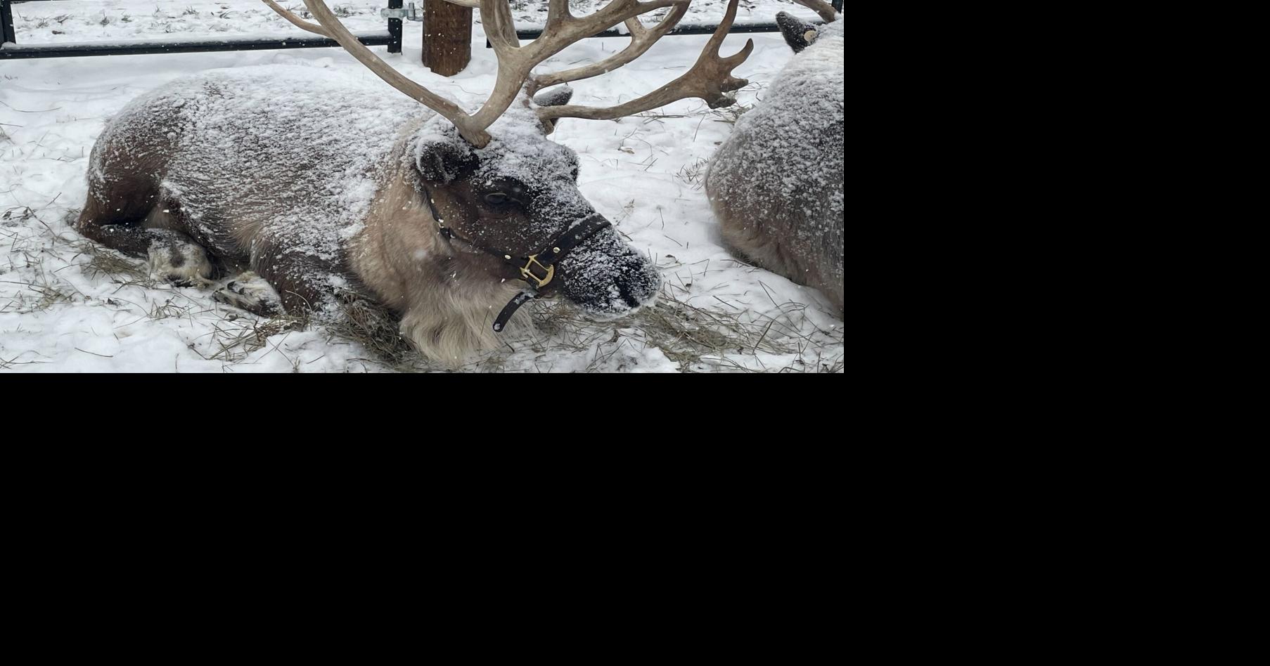 Festive spirit shines at Main Street market