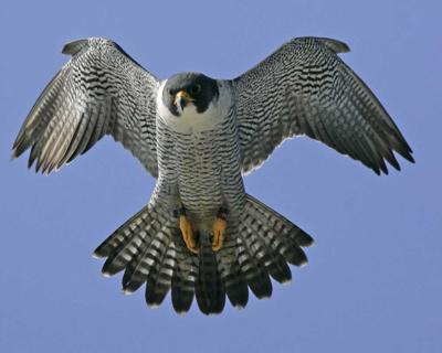 Peregrine Falcoln