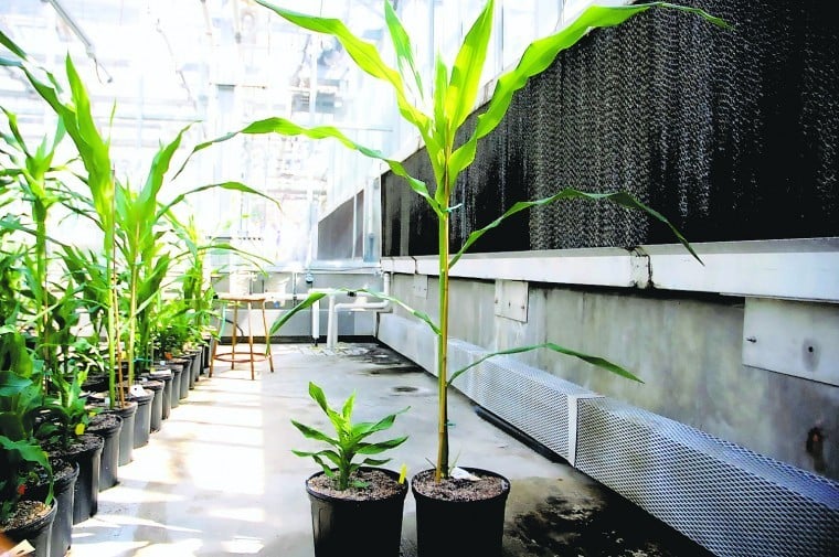 How do hormones affect corn varieties? Purdue researchers want to know ...