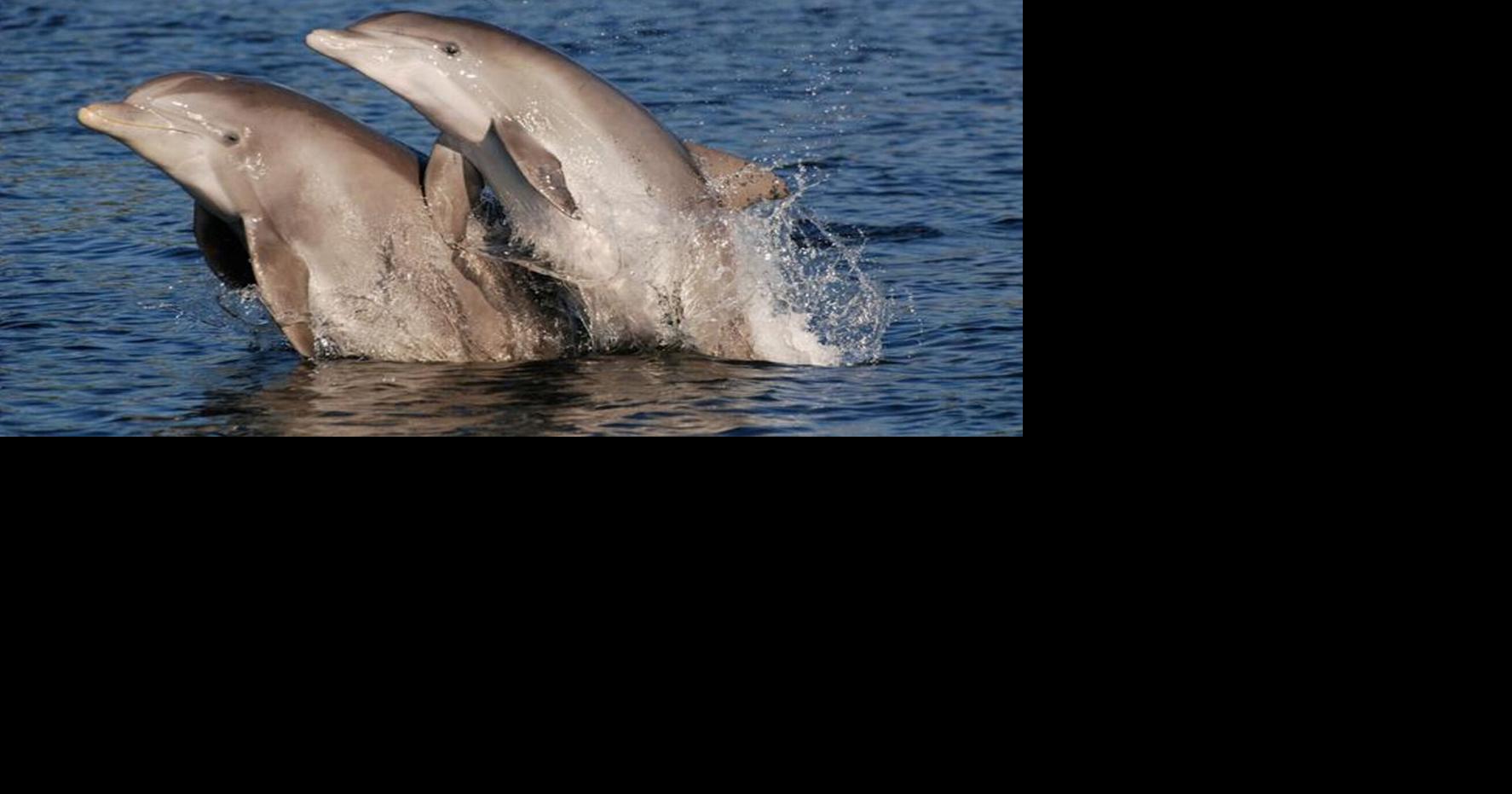 New study suggests stranded dolphins could have dementia – Purdue Exponent