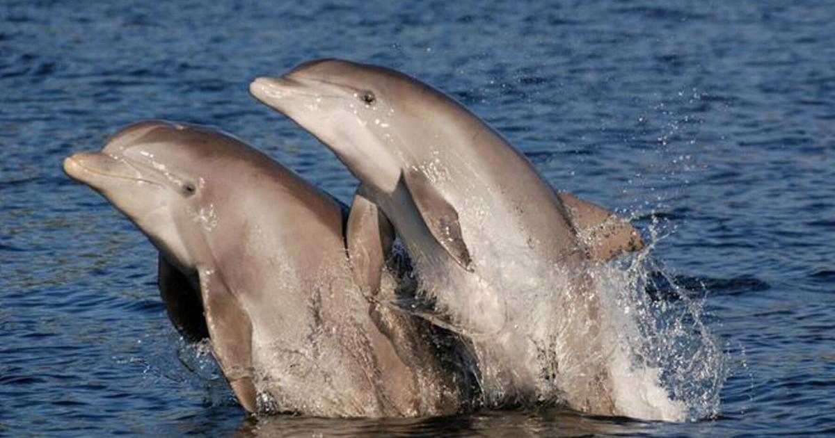 Bottlenose dolphins in Florida