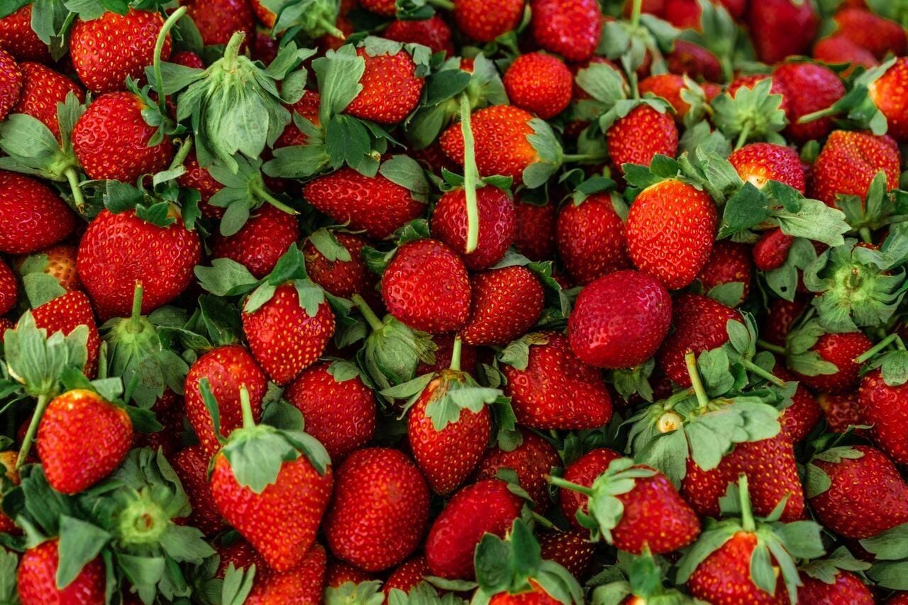 Seaweed coating keeps strawberries fresh without refrigeration ...
