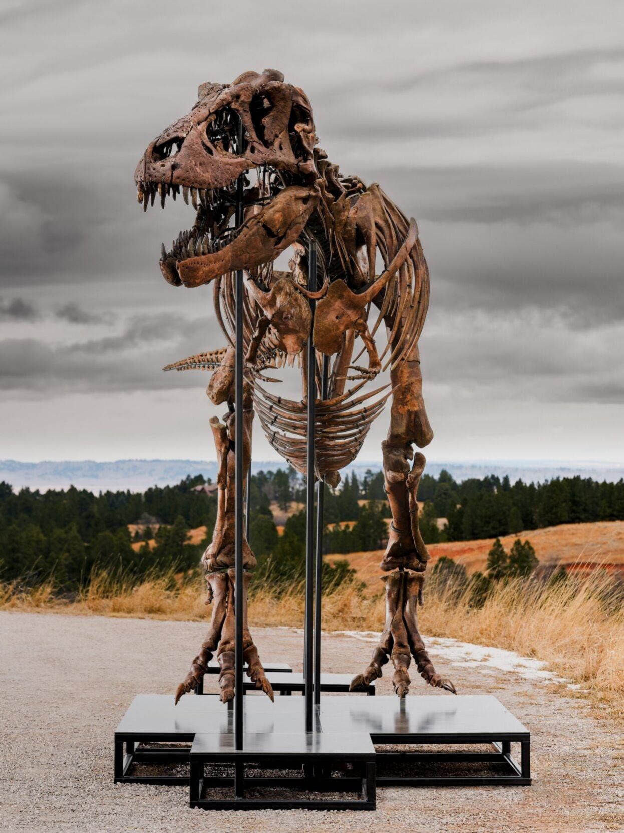 最終値下　T-REX A Most complete T. rex fossil to fetch up to $30 million at auction