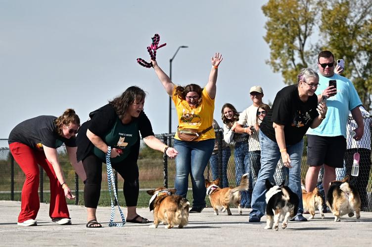 Lottie becomes 9th Annual Corgi Race champion | Campus | purdueexponent.org