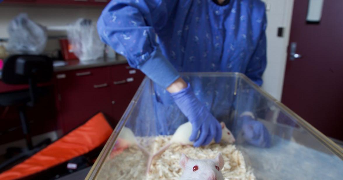 Purdue researchers 'tickling' rats for science | Campus ...