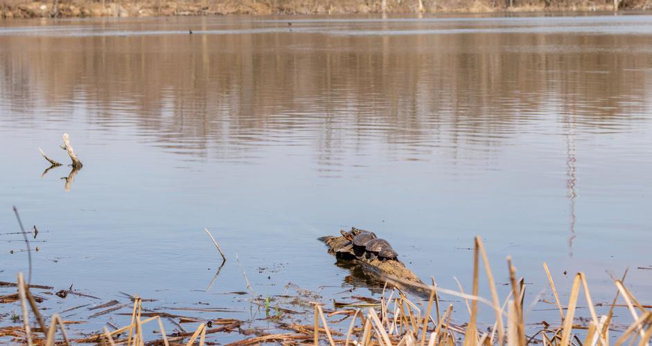 Celery Bog Nature Area City & State