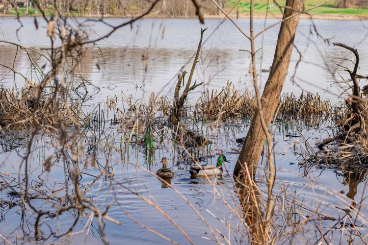 Celery Bog Nature Area City & State