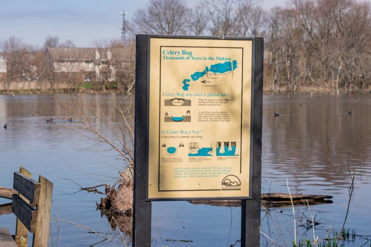 Celery Bog Nature Area City & State