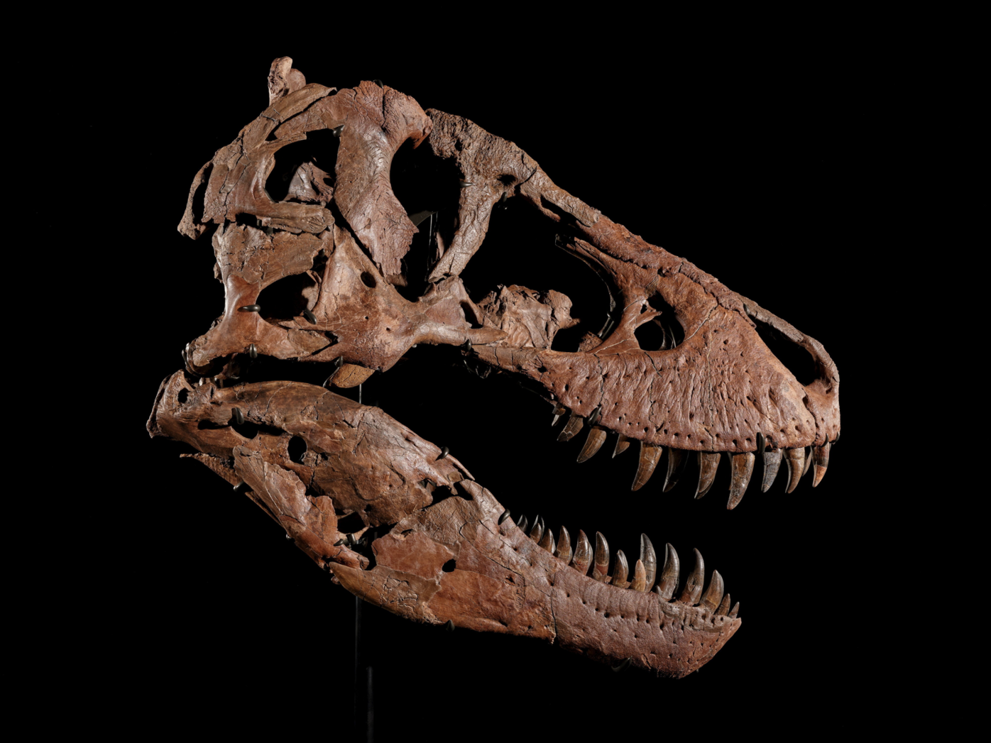 Most complete T. rex fossil to fetch up to $30 million at auction