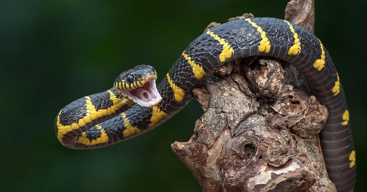 Man Bitten by Snakes 200 Times May Help Create New Antivenom | Health ...
