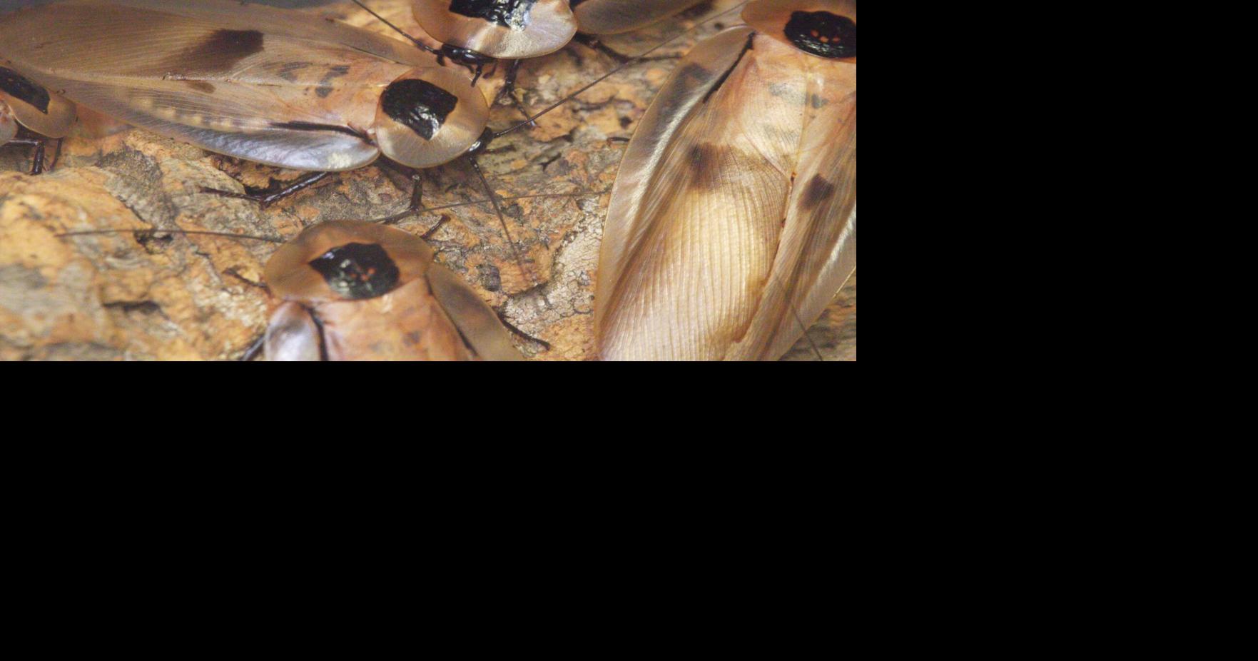 Bug Barn promotes education, appreciation