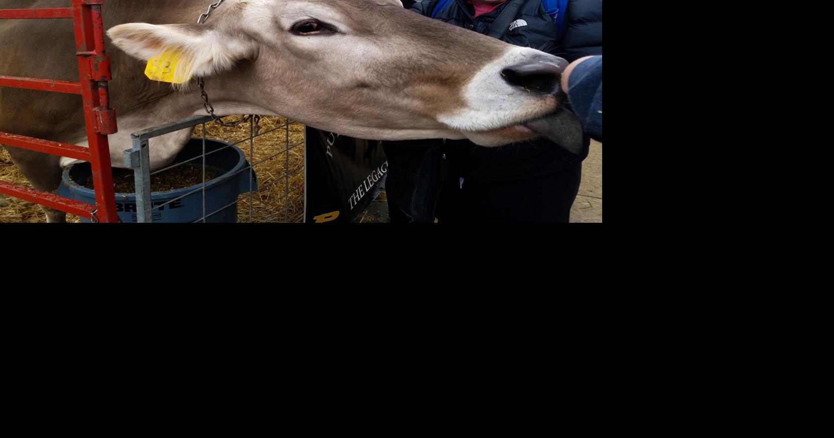 Purdue students serve as voice of Indiana's dairy farmers as industry ambassadors