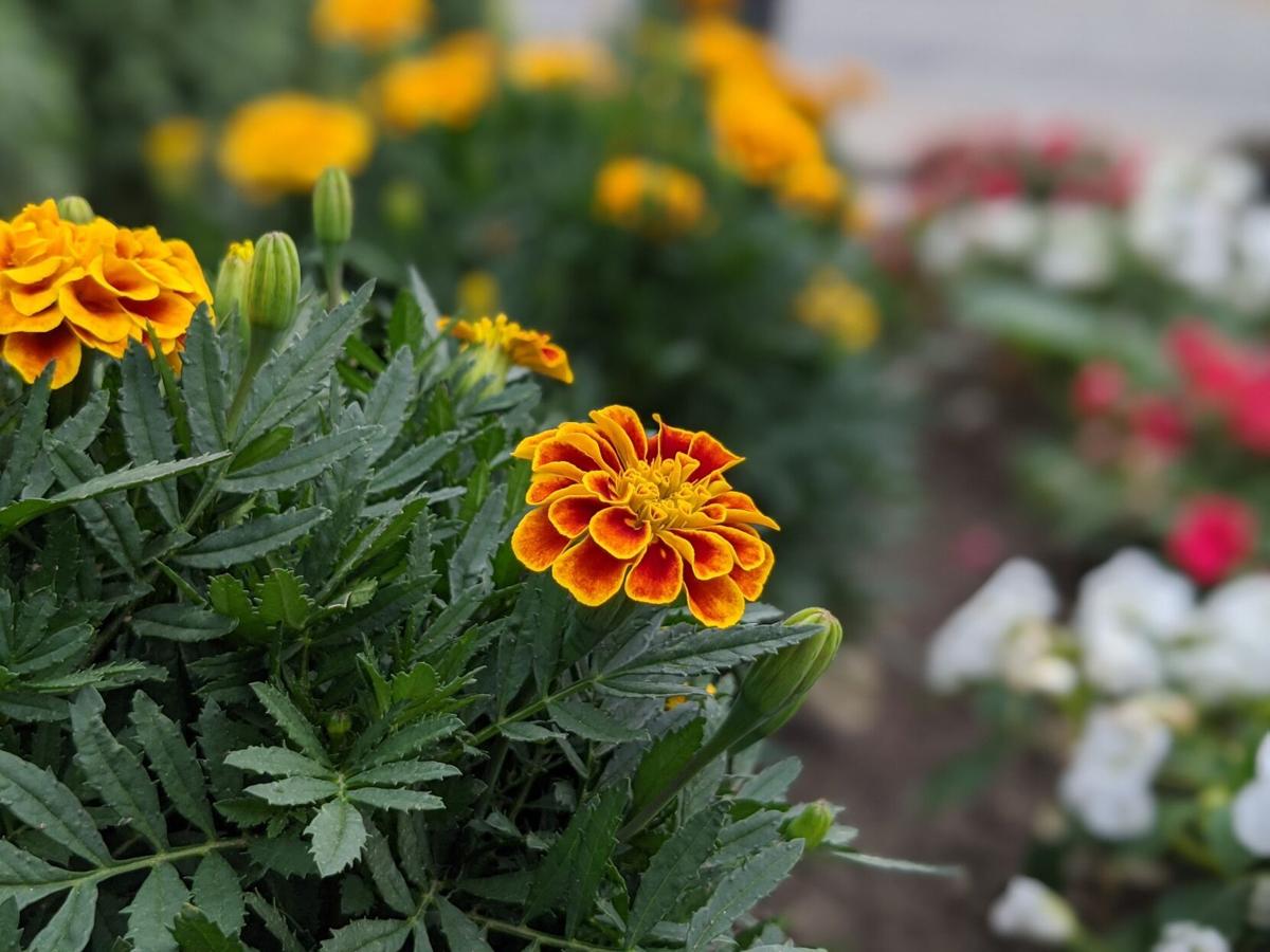 verandablue patio furniture and design