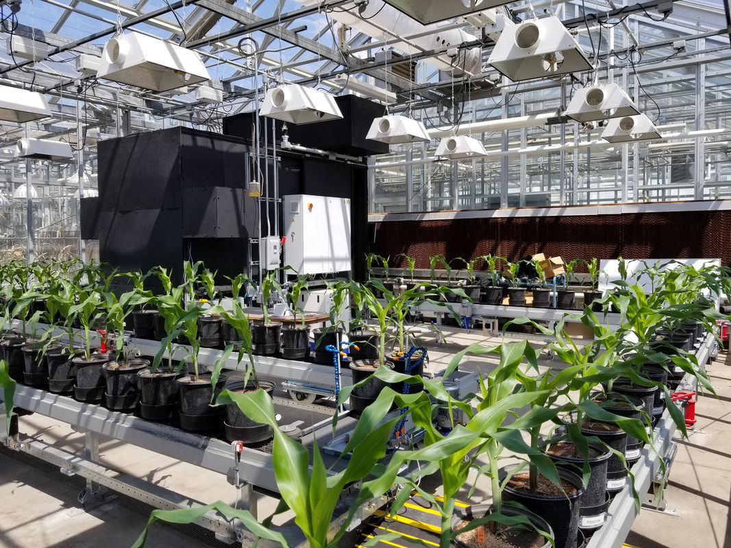 Purdue installs 400,000 greenhouse conveyor belt Campus
