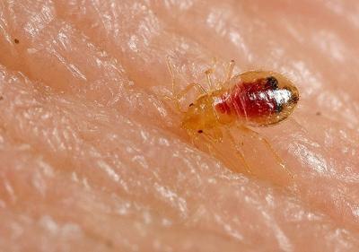 A Warning To Students Bed Bugs Rising At Unpredecented Levels Campus Purdueexponent Org