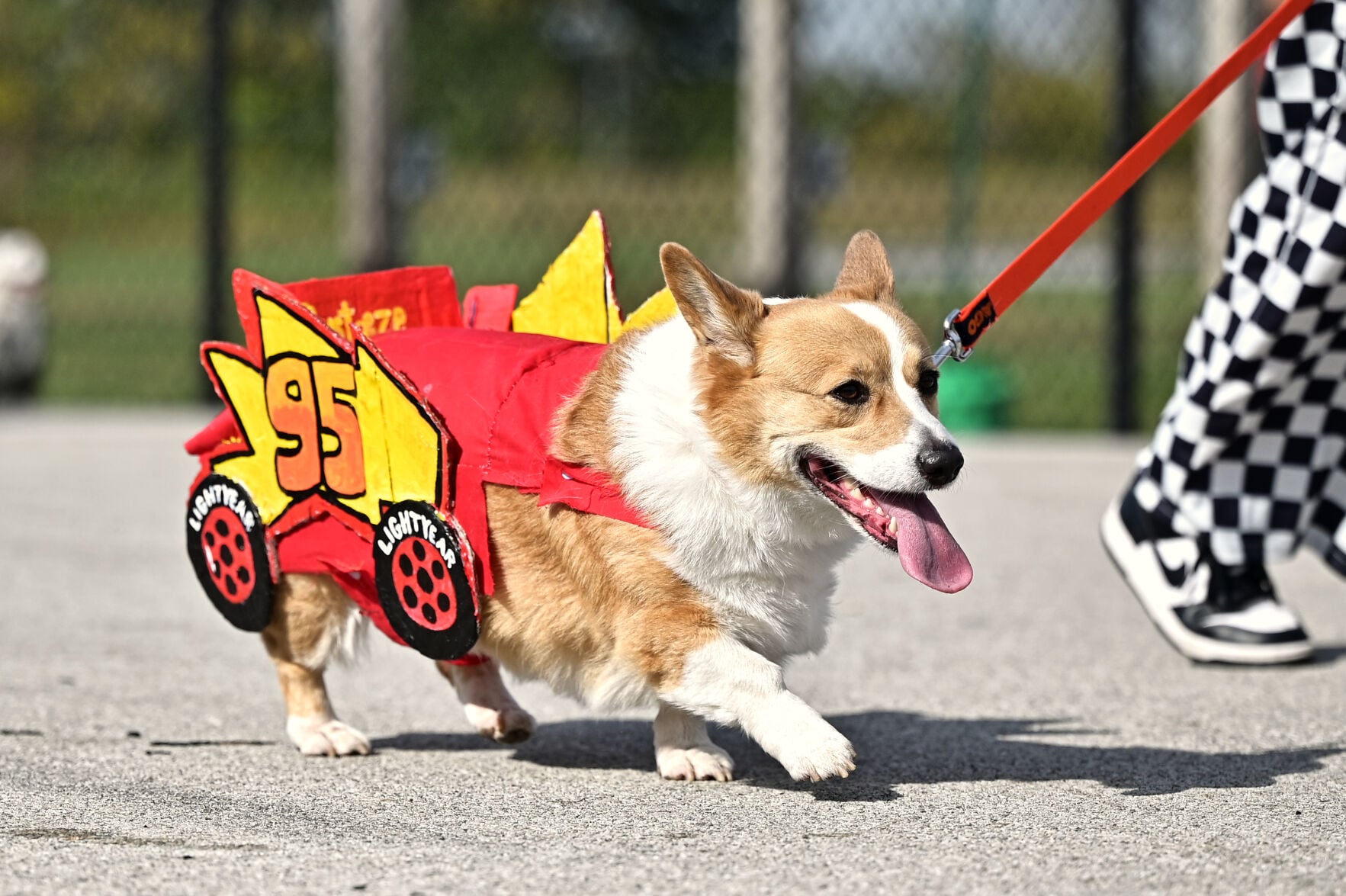 Lottie becomes 9th Annual Corgi Race champion | Campus | purdueexponent.org